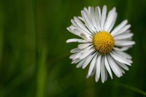 flower, daisy, bellis perennis-7995219.jpg