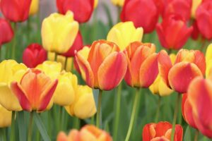 tulips, flowers, garden-7998132.jpg